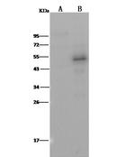 PTP1B Antibody in Western Blot (WB)