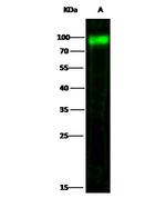 CD155 Antibody in Western Blot (WB)