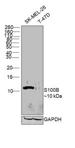 S100B Antibody