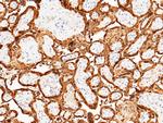 S100P Antibody in Immunohistochemistry (Paraffin) (IHC (P))