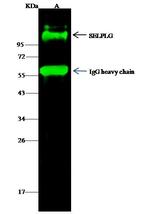 CD162 Antibody in Immunoprecipitation (IP)