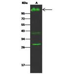 CD162 Antibody in Western Blot (WB)