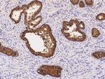 SIAE Antibody in Immunohistochemistry (Paraffin) (IHC (P))