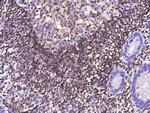 Ly-108 Antibody in Immunohistochemistry (Paraffin) (IHC (P))