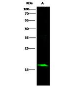 alpha Synuclein Antibody in Western Blot (WB)