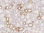 Osteopontin Antibody in Immunohistochemistry (Paraffin) (IHC (P))