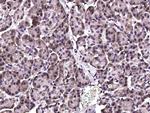 STUB1 Antibody in Immunohistochemistry (Paraffin) (IHC (P))