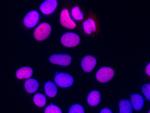 PC4 Antibody in Immunocytochemistry (ICC/IF)