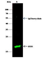 PC4 Antibody in Immunoprecipitation (IP)