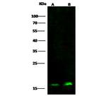 PC4 Antibody in Western Blot (WB)