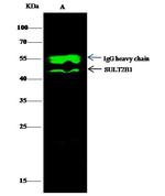 SULT2B1 Antibody in Immunoprecipitation (IP)