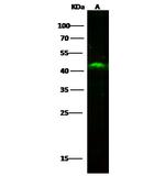 SULT2B1 Antibody in Western Blot (WB)