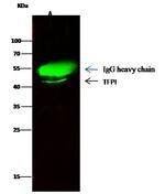 TFPI Antibody in Immunoprecipitation (IP)