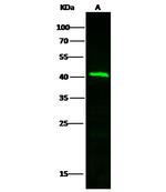 TFPI Antibody in Western Blot (WB)