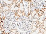 TFPI Antibody in Immunohistochemistry (Paraffin) (IHC (P))