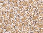 CD264 (TRAIL-R4) Antibody in Immunohistochemistry (Paraffin) (IHC (P))