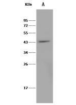 CD264 (TRAIL-R4) Antibody in Western Blot (WB)