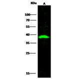 CD254 (RANK Ligand) Antibody in Western Blot (WB)