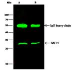 BAFF Antibody in Immunoprecipitation (IP)