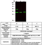 BAFF Antibody in Western Blot (WB)