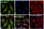 Thioredoxin 1 Antibody in Immunocytochemistry (ICC/IF)