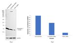 Thioredoxin 1 Antibody in Western Blot (WB)