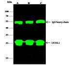 PGP9.5 Antibody in Immunoprecipitation (IP)