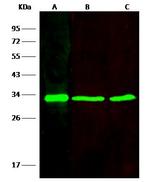 VAPB Antibody in Western Blot (WB)