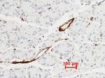 VWF Antibody in Immunohistochemistry (Paraffin) (IHC (P))