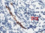 VWF Antibody in Immunohistochemistry (Paraffin) (IHC (P))