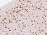 AGO2 Antibody in Immunohistochemistry (Paraffin) (IHC (P))