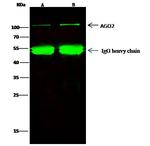 AGO2 Antibody in Immunoprecipitation (IP)