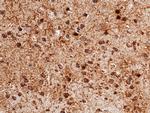 Carbonic Anhydrase II Antibody in Immunohistochemistry (Paraffin) (IHC (P))