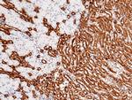 Carbonic Anhydrase II Antibody in Immunohistochemistry (Paraffin) (IHC (P))