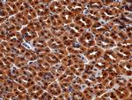 Carbonic Anhydrase II Antibody in Immunohistochemistry (Paraffin) (IHC (P))