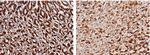 Carbonic Anhydrase IX Antibody in Immunohistochemistry (Paraffin) (IHC (P))