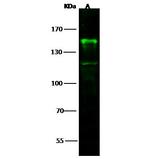 CD22 Antibody in Western Blot (WB)