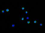 CD34 Antibody in Immunocytochemistry (ICC/IF)