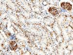 CD34 Antibody in Immunohistochemistry (Paraffin) (IHC (P))