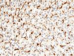 CD34 Antibody in Immunohistochemistry (Paraffin) (IHC (P))