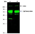 CD34 Antibody in Immunoprecipitation (IP)