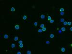 CD55 Antibody in Immunocytochemistry (ICC/IF)