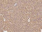 Complement Factor H Antibody in Immunohistochemistry (Paraffin) (IHC (P))