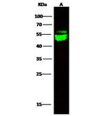 CNDP2 Antibody in Western Blot (WB)