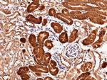 CNDP2 Antibody in Immunohistochemistry (Paraffin) (IHC (P))