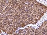 Carboxypeptidase A2 Antibody in Immunohistochemistry (Paraffin) (IHC (P))