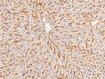 CAR Antibody in Immunohistochemistry (Paraffin) (IHC (P))