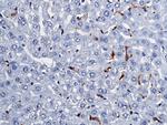 CD64 Antibody in Immunohistochemistry (Paraffin) (IHC (P))