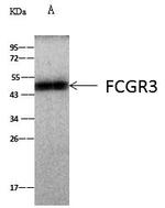 CD16/CD32 Antibody in Immunoprecipitation (IP)