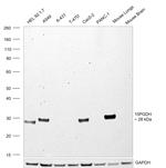 15-PGDH Antibody in Western Blot (WB)